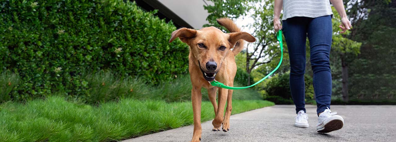 A mixed-breed dog out for a walk with it's owner